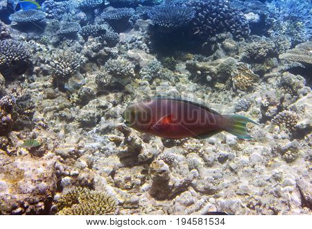 parrotfish (scarus ) over a coral reef the Indian Ocean
