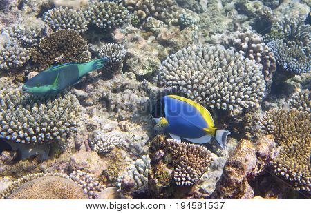 Powder blue tang (Acanthurus leucosternon) and parrotfish (scarus ) over a coral reef the Indian Ocean