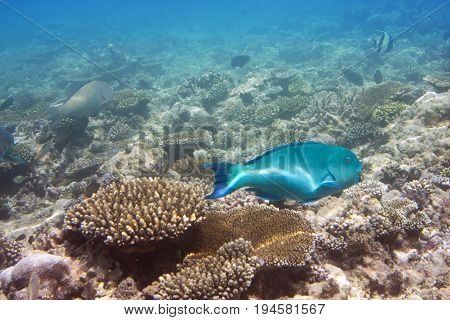 parrotfish (scarus ) over a coral reef the Indian Ocean