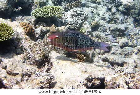Fishes in corals. Underwater world.Scarus ferrugineus Underwater landscape in a sunny day