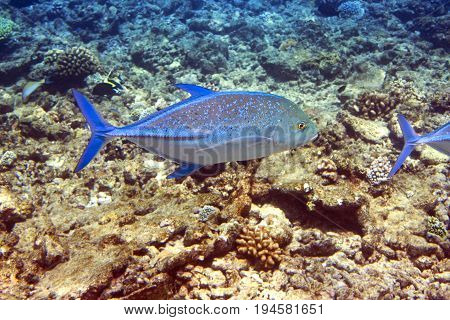 Jack fish- Caranx lugubris Underwater landscape in a sunny day