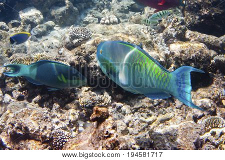 Fishes in corals. Maldives. Indian ocean. (scarus parrot fish)