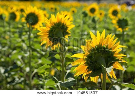 Sunflowers grow in the field, close-up, rear view
