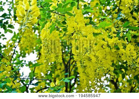 Golden rain tree. Cassia fistula. Laburnum flowers. Spring nature. Thailand national flower. Yellow blossom. Blooming bush. Springtime retro photo.