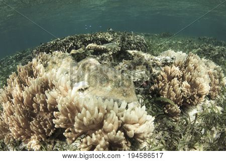 Coral bleaching. Dead and dying coral killed by global warming, climate change