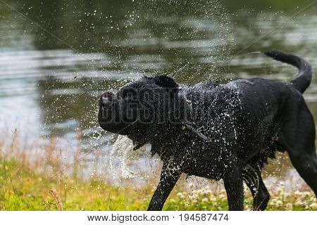 Black Labrador retriever dog. Splash after water bath.