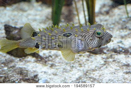Fantastic striped burrfish swimming along the ocean floor.