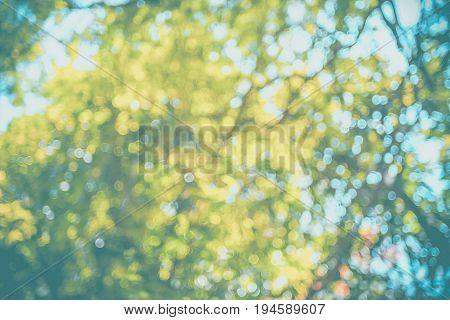 Blurred Background,looking Up At Branch Of Tree In Park,nature Concept,pale Vintage Filter