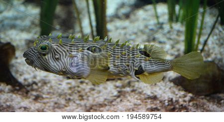 Striped burrfish along the ocean floor in Virginia.