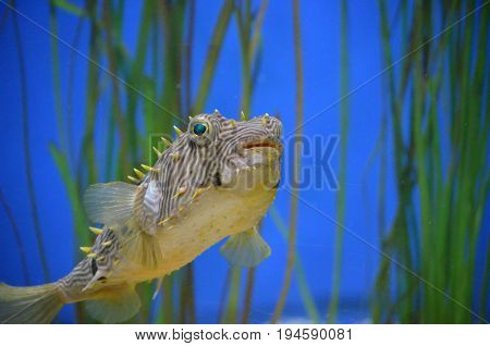 Fantastic look at a striped burrfish underwater with eel grass.