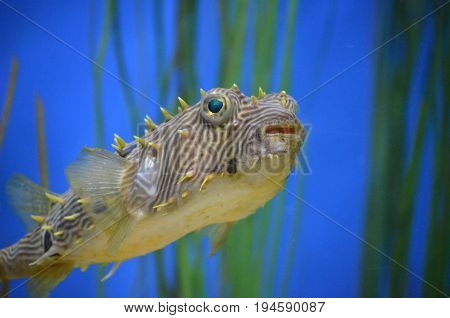 Fantastic close-up look at a fish face underwater.
