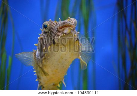Fantastic close up look at a striped burrfish face.