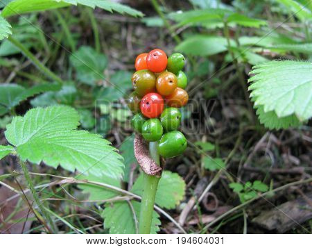 Arum, cuckoo pin, with poisonous red berries