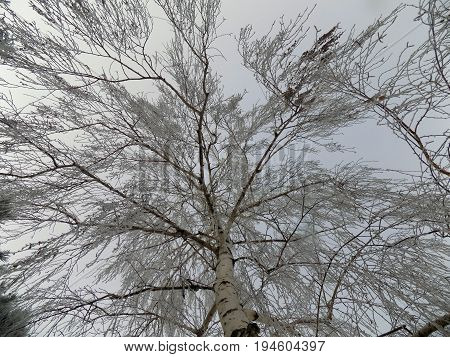 A tree in the winter from the squirell perspective