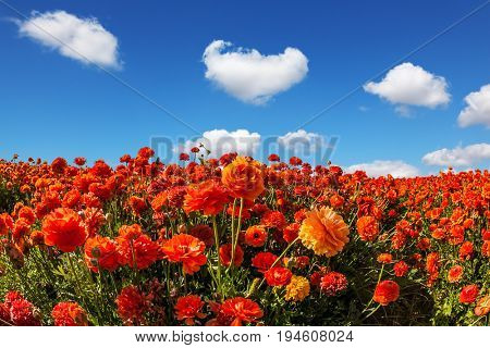 Concept of rural tourism and agrotourism. Luxury garden buttercups. The kibbutz in the south of Israel. Fluffy clouds over field