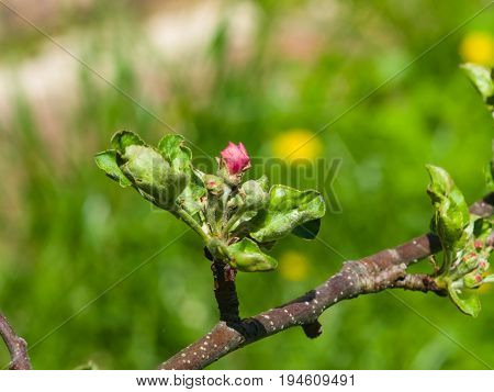 Blossom of apple tree with pink buds on bokeh background macro selective focus shallow DOF.