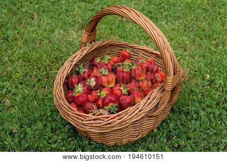 Sweet And Soft Strawberries