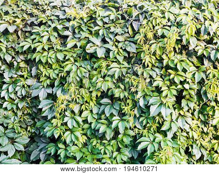 Texture from a green ivy wall for your design as a background