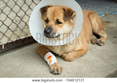 Homeless dog is healped after accident with bandage for stop bleeding and plastic neck collar.