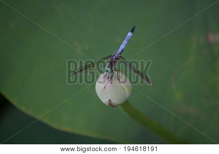 blue tailed dragonfly pond water lily flower bud