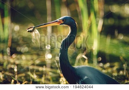 Tricolored Heron (Egretta tricolor) with dragonfly in beak