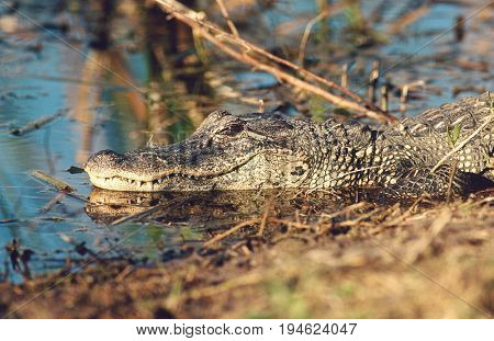 Alligator (Alligator mississippiensis) in swamp