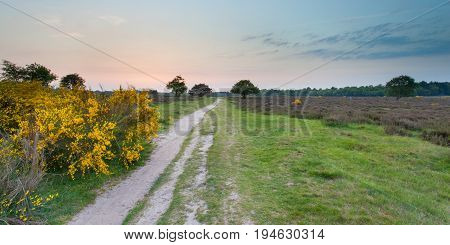 Sunset Over Heathland Near Hilversum