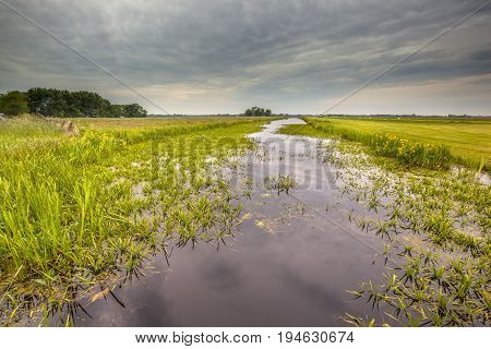 Water Soldier Vegetation