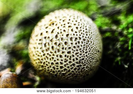 Calvatia mushroom outdoor growing in a forest Poland.