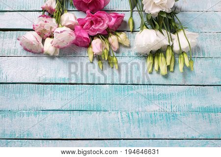 Border brom fresh pink and white eustoma flowers on blue wooden background. Floral mock up.