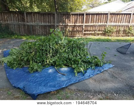 a load of sticks and leaves in a blue tarp with rake