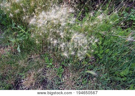 Hordeum jubatum (with the common names foxtail barley, bobtail barley, squirreltail barley, and intermediate barley) growing in Plainfield, Illinois during June.
