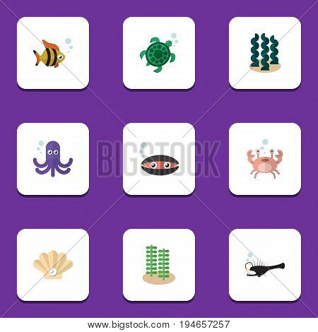 Flat Icon Nature Set Of Alga, Seaweed, Tortoise And Other Vector Objects. Also Includes Alga, Sea, Seaweed Elements.