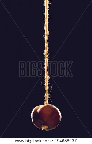 Conker on string, black background
