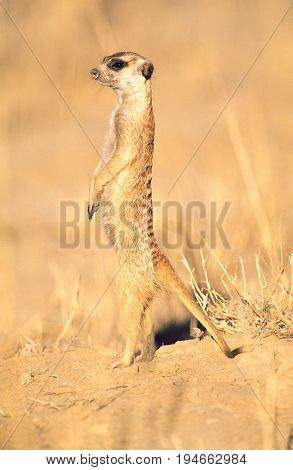 Alert Mearcat in desert