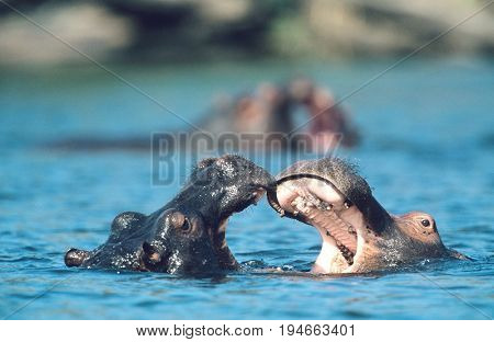 Two Hippopotami (Hippopotamus Amphibius) bathing in waterhole