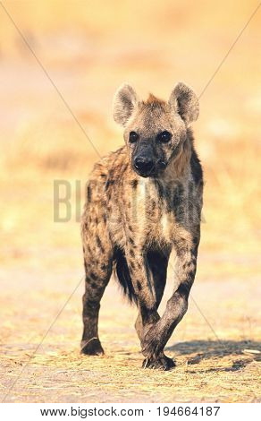 Spotted Hyena (Crocuta Cocuta) standing on savannah
