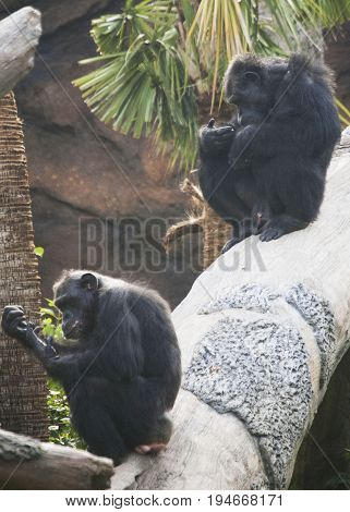 Zoo Chimpanzees preparing for morning grooming, Houston