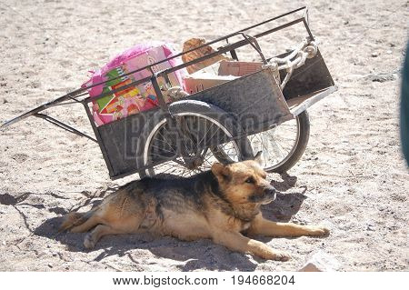 Dog and Cart at Andes mountain silver mining town - Chile
