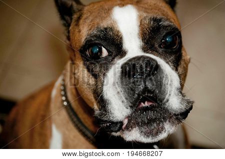 Happy Boxer, female (Nikki Lou) grinning dog