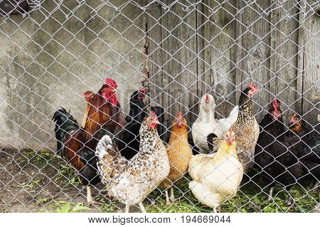 Group of chickens going out from coop