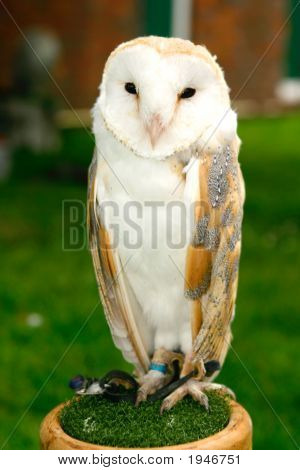  Smukke Natugle på Display