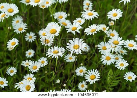 Close-up part of beautiful wild daisys flowers in wind. Summer day after rain. Concept of seasons, ecology, green planet, Health, natural green pharmacy, perfumery