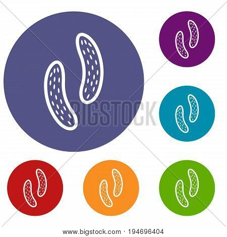 Epithelial cell icons set in flat circle reb, blue and green color for web
