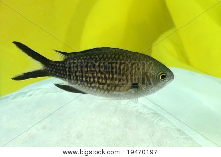 En lille fisk foran farverig baggrund