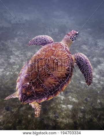 Green sea turtle coming up for air while eating sea grass at the bottom of the bay in St John USVI