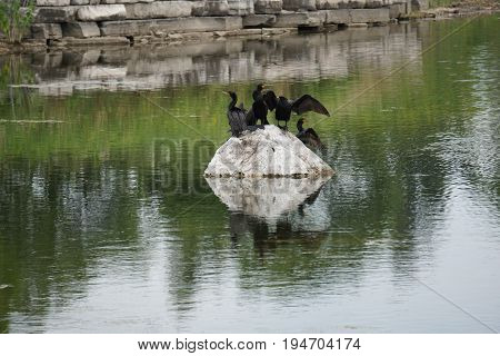 A flock of double crested cormorants (Phalacrocorax auritus) sits on a rock in a retention pond in Plainfield, Illinois during June.