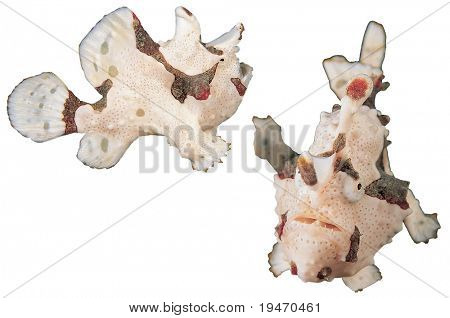 Due pesci rana isolate on white background