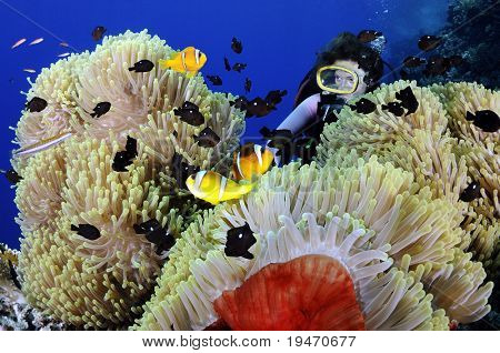 Taucher genießen anemonefishes