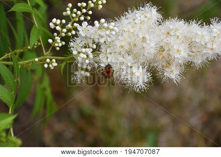Flower Sorbaria Sorbifolia (lat. Sorbaria Sorbifolia)